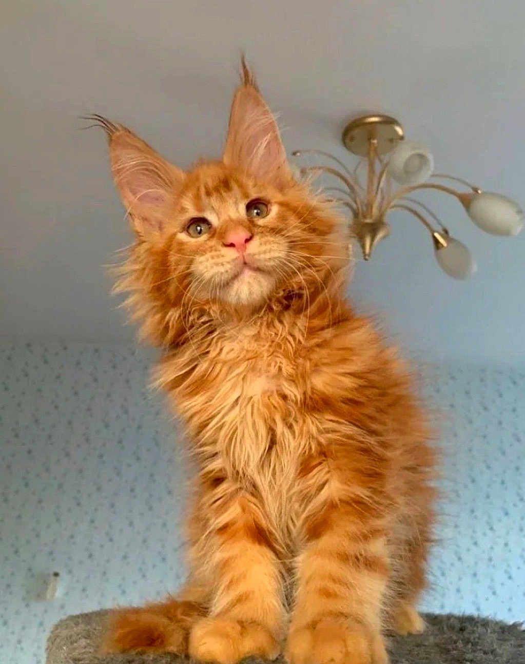 Cheezit is registered to the contest to win money with this photo: cat, kitten, orange_tabby, fluffy, fur, whiskers, ears, paws, indoor, ceiling_light, wallpaper, portrait, looking_up, cat_tree, pet, domestic_animal, animal, closeup, green_eyes, cute