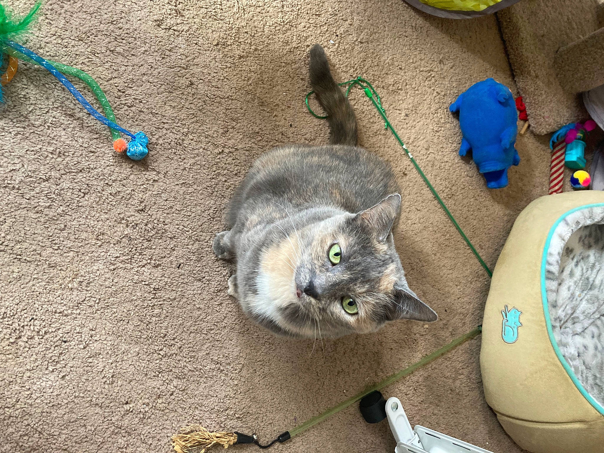 Chocolate is registered to the contest to win money with this photo: asphalt, canidae, carnivore, cat, cat_supply, cat_toy, concrete, domestic_short_haired_cat, electric_blue, felidae, flooring, fur, paw, pet_supply, road_surface, russian_blue, small_to_medium_sized_cats, soil, tail, whiskers