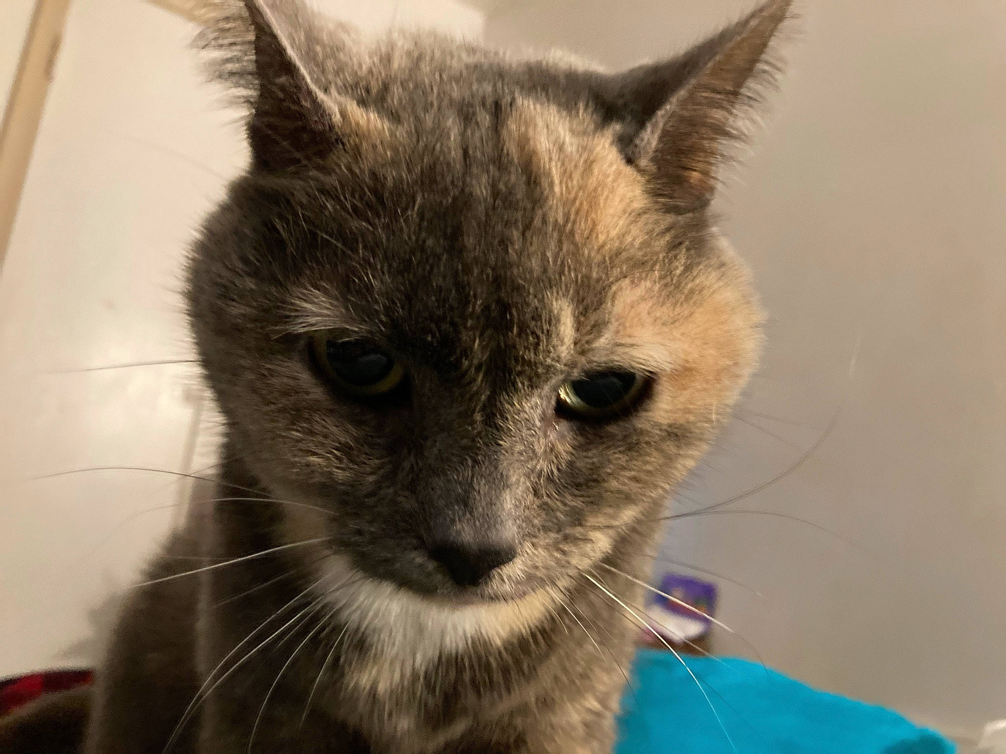 Chocolate is registered to the contest to win money with this photo: box, carnivore, cat, chartreux, claw, domestic_short_haired_cat, fawn, felidae, fur, iris, korat, small_to_medium_sized_cats, snout, terrestrial_animal, whiskers, window