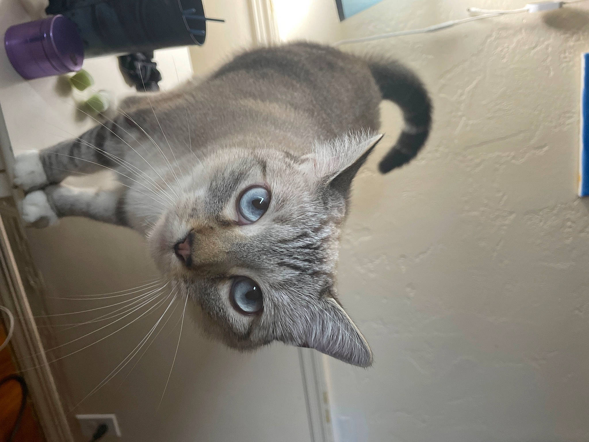 Appa is registered to the contest to win money with this photo: carnivore, cat, domestic_short_haired_cat, felidae, fur, grey, paw, room, russian_blue, small_to_medium_sized_cats, snout, tail, whiskers