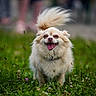 Neïko participe au concours pour gagner de l'argent avec cette photo : animal, collar, cream_fur, daylight, dog, fluffy, grass, happy, meadow, nature, open_mouth, outdoor, park, pet, portrait, small_dog, smiling, tail, white_fur, wildflowers