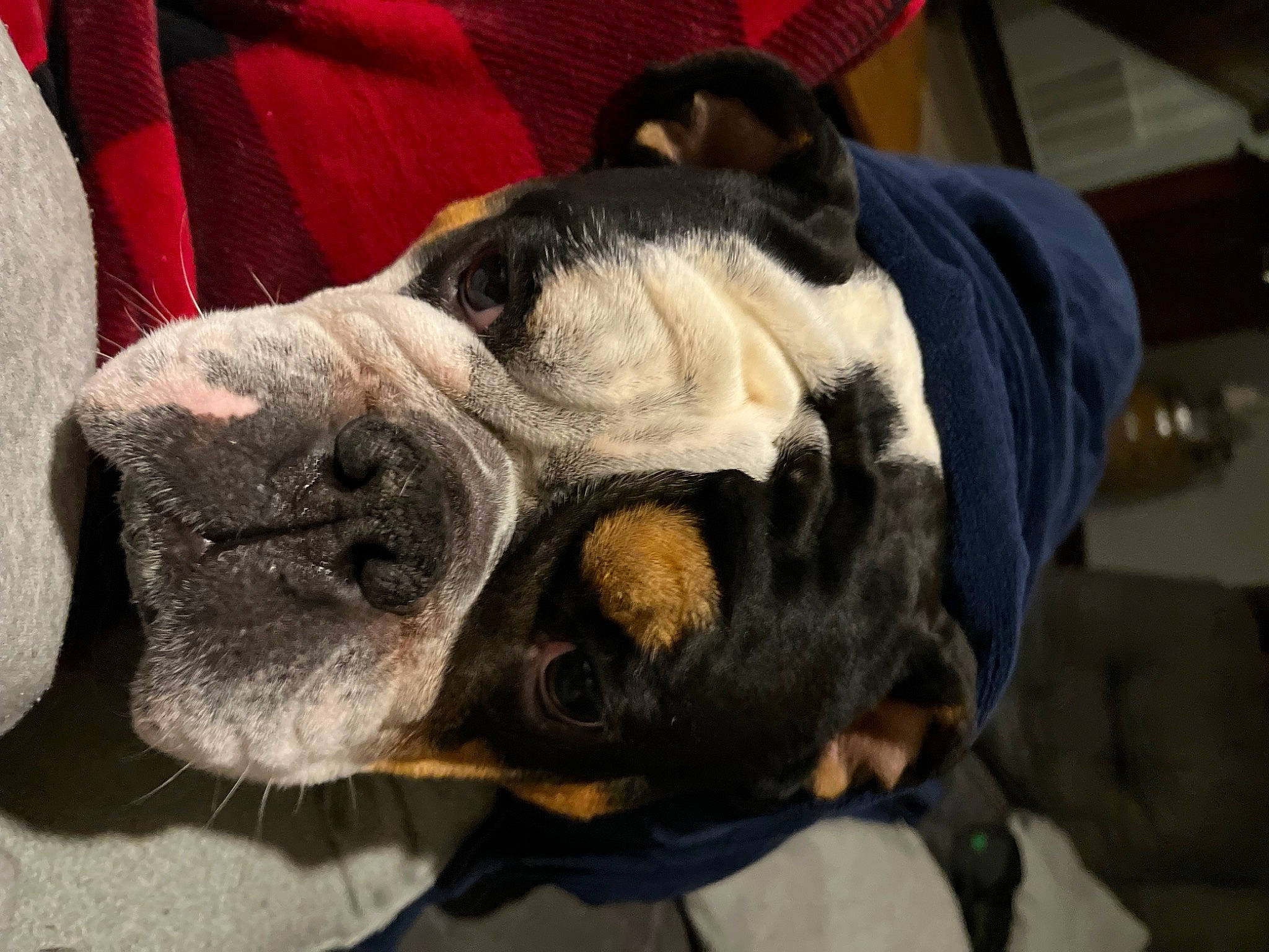 Gus joined the competition — help win amazing prizes! boxer, canidae, carnivore, collar, comfort, companion_dog, dog, dog_breed, dog_collar, dog_supply, ear, fawn, fur, molosser, pet_supply, snout, sporting_group, whiskers, working_animal, wrinkle