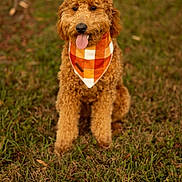 Murphy is registered to the contest to win money with this photo: dog, puppy, goldendoodle, curly_fur, bandana, orange_bandana, sitting, grass, outdoors, portrait, tongue_out, happy, pet, animal, brown_fur, fluffy, canine, close_up, nature, accessory