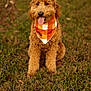 dog, puppy, goldendoodle, curly_fur, bandana, orange_bandana, sitting, grass, outdoors, portrait, tongue_out, happy, pet, animal, brown_fur, fluffy, canine, close_up, nature, accessory