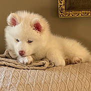 Max joined the competition — help win amazing prizes! puppy, dog, white_fur, fluffy, sleepy, lying_down, blanket, bed, indoors, portrait, pet, cute, cozy, warm_lighting, pink_nose, pink_ears, paws, relaxed, home_decor, framed_picture