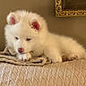 puppy, dog, white_fur, fluffy, sleepy, lying_down, blanket, bed, indoors, portrait, pet, cute, cozy, warm_lighting, pink_nose, pink_ears, paws, relaxed, home_decor, framed_picture