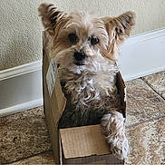 Niner joined the competition — help win amazing prizes! dog, small_dog, cardboard_box, floor, tile_floor, indoor, pet, curious, fluffy, ears, canine, brown_dog, cute, domestic_animal, animal, sitting, looking, head_tilt, box, furry
