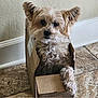 dog, small_dog, cardboard_box, floor, tile_floor, indoor, pet, curious, fluffy, ears, canine, brown_dog, cute, domestic_animal, animal, sitting, looking, head_tilt, box, furry