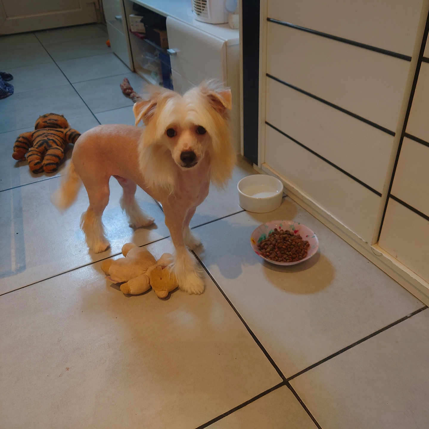 Vanish participe au concours pour gagner de l'argent avec cette photo : animal, cabinet, canine, clothing, dog, drawer, footwear, furniture, hardwood, hound, indoors, person, pet, plate, plywood, poodle, puppy, shoe, terrier, wood