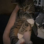 Tuna is registered to the contest to win money with this photo: cat, tabby, sleeping, white_paws, arms, human, cozy, pet, animal, indoor, resting, cute, feline, comfort, dark, relaxed, snuggle, soft, warm, companion
