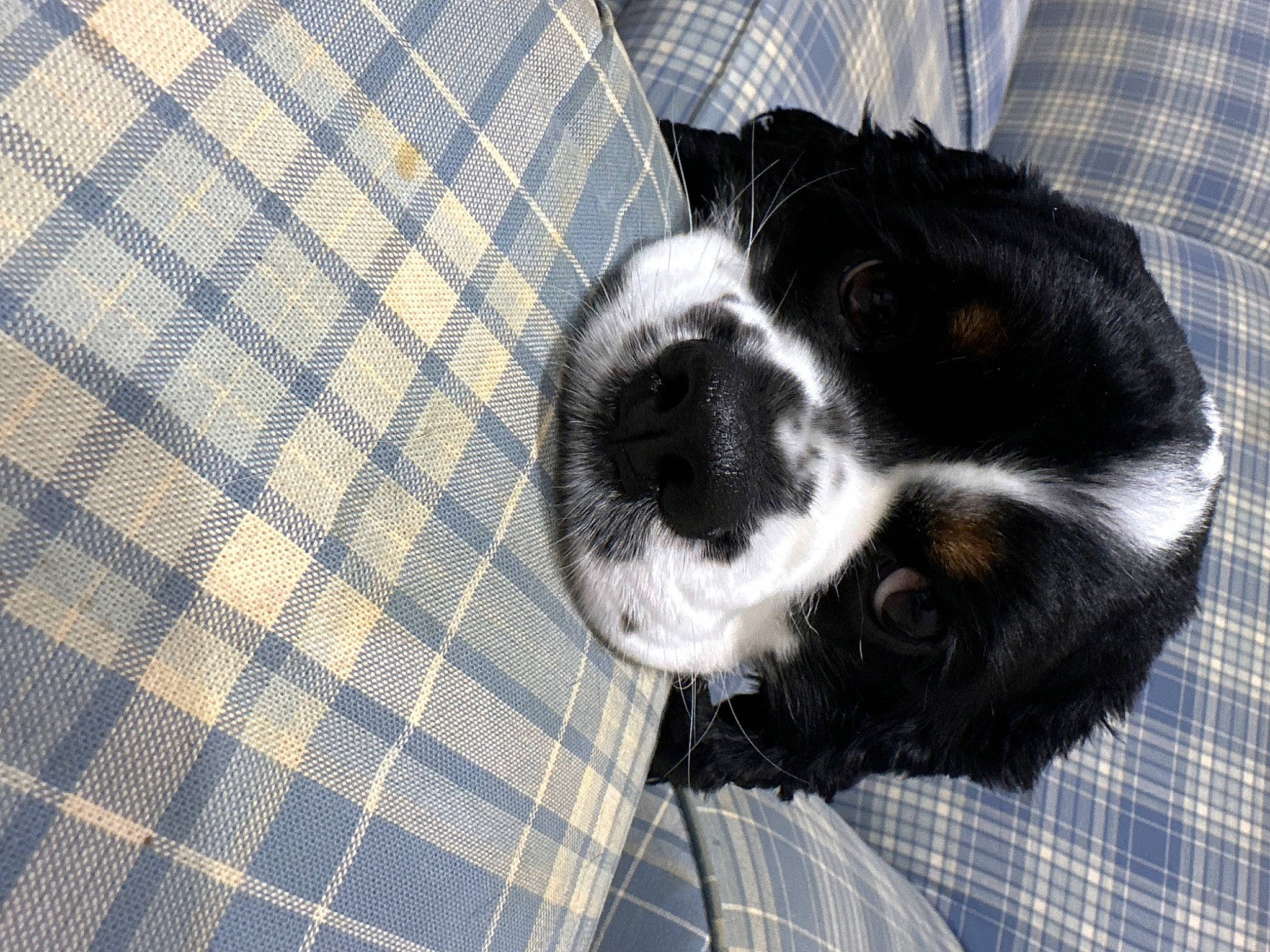 Gemma is registered to the contest to win money with this photo: canidae, carnivore, companion_dog, denim, dog, dog_breed, flooring, fur, linens, mesh, non_sporting_group, pattern, pet_supply, plaid, snout, sporting_group, tartan, terrestrial_animal, whiskers, working_animal