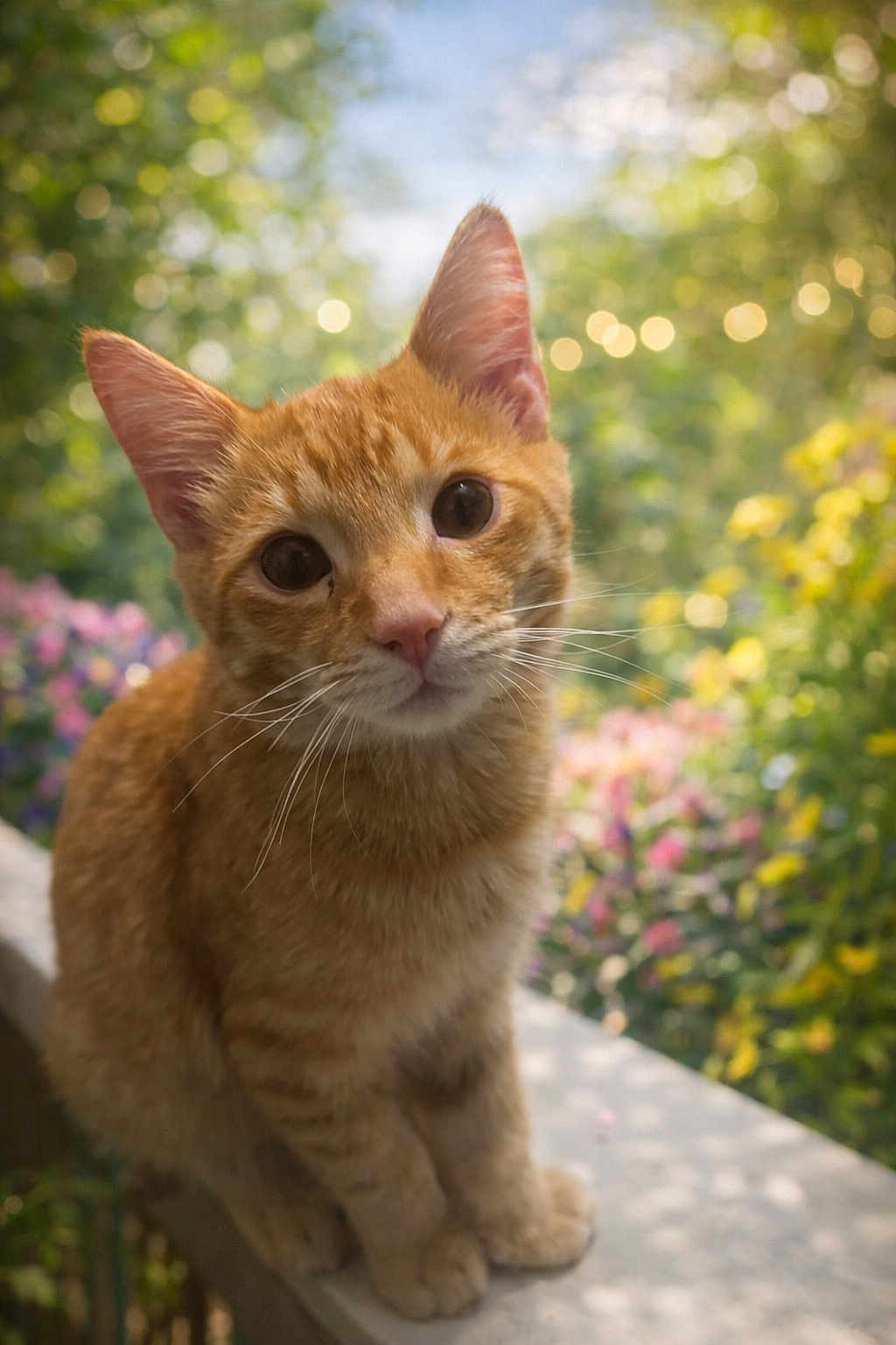 Simba joined the competition — help win amazing prizes! cat, ginger_cat, animal, pet, outdoor, garden, flower, sunlight, nature, curious, whiskers, feline, close_up, portrait, soft_focus, greenery, cute, sitting, daylight, ears