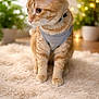 cat, orange_tabby, pet, feline, harness, bow_tie, fluffy_rug, indoor, plants, bokeh, lights, curious, fur, whiskers, ears, paws, cute, animal, soft_light, domestic