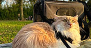 Poncho participe au concours pour gagner de l'argent avec cette photo : cat, fluffy_cat, orange_cat, white_cat, outdoor, sunlight, green_blanket, pet_carrier, trees, nature, animal, fur, leisure, relaxing, park, daylight, whiskers, yellow_eyes, looking_away, resting