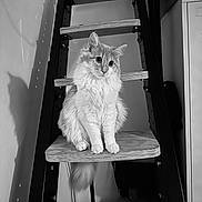 Poncho participe au concours pour gagner de l'argent avec cette photo : cat, ladder, wood, feline, pet, indoor, shadow, stairs, curious, quiet, black_and_white, fluffy, animal, sitting, portrait, domestic, furniture, calm, household, cute