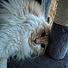Poncho participe au concours pour gagner de l'argent avec cette photo : cat, fluffy, cream_color, white_fur, cat_tree, scratching_post, indoor, pet, relaxed, resting, closeup, feline, whiskers, soft_texture, cozy, curious, animal, cute, portrait, domestic