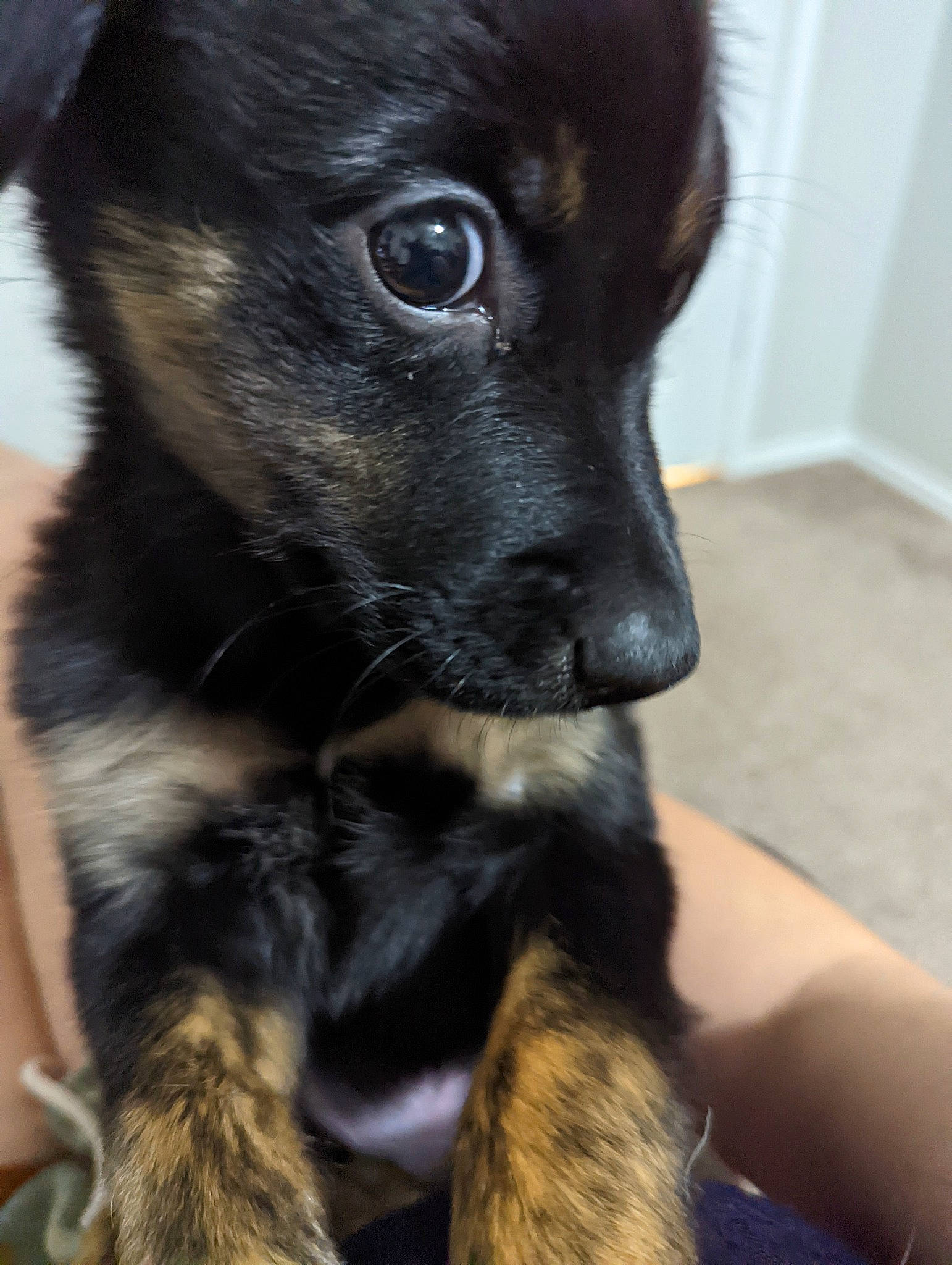 Hedwig joined the competition — help win amazing prizes! borador, canidae, carnivore, companion_dog, dog, dog_breed, door, ear, fawn, fur, snout, sporting_group, terrestrial_animal, whiskers, working_animal