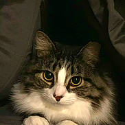Airi is registered to the contest to win money with this photo: alert, animal, cat, close_up, couch, cozy, feline, fluffy, fur, gray_fur, green_eyes, indoors, paws, pet, portrait, sitting, tabby, whiskers, white_fur, yellow_eyes