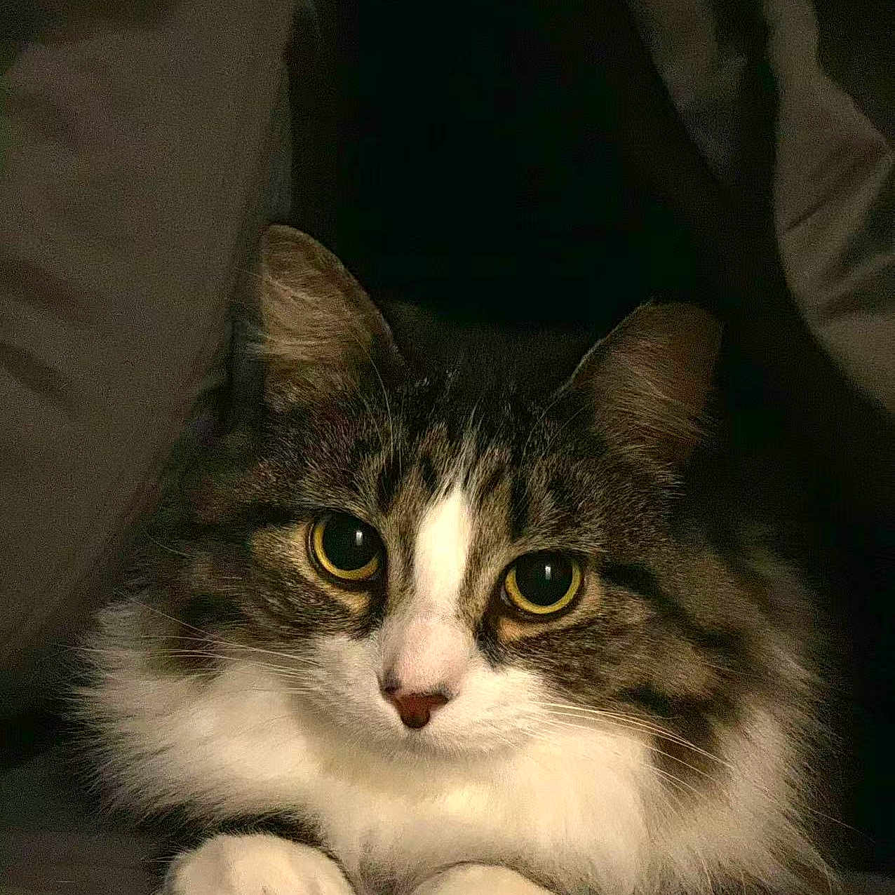 Airi is registered to the contest to win money with this photo: alert, animal, cat, close_up, couch, cozy, feline, fluffy, fur, gray_fur, green_eyes, indoors, paws, pet, portrait, sitting, tabby, whiskers, white_fur, yellow_eyes