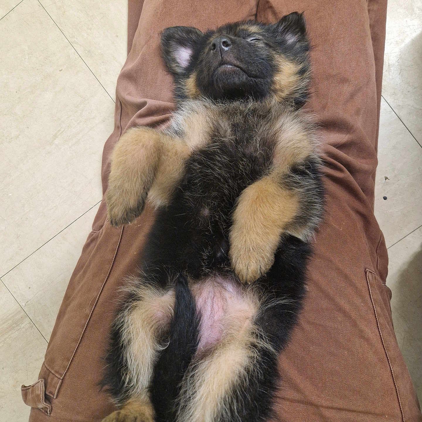 Ruby is registered to the contest to win money with this photo: airedale, animal, armchair, canine, chair, clothing, couch, cushion, dog, furniture, germanshepherd, homedecor, husky, pants, person, pet, policedog, puppy, sleeping, terrier