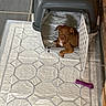 puppy, dog, pet_carrier, pee_pad, tile_floor, toy, indoor, brown_dog, small_dog, resting, open_door, plastic_carrier, paw, flooring, chew_toy, animal, pet, home, cozy, relaxed