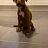 puppy, dog, brown, white_markings, sitting, floor, tile, indoors, cabinet, shadow, pet, young_dog, cute, animal, canine, looking_at_camera, ears, paws, portrait, home