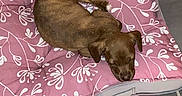 Stela participe au concours pour gagner de l'argent avec cette photo : animal, brown, cozy, cushion, cute, dog, domestic_animal, floral_pattern, fur, indoor, pet, pink, puppy, quiet, relaxation, resting, sleeping, small_dog, tile_floor, young_dog