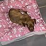 puppy, dog, sleeping, brown, pet, cushion, pink, floral_pattern, tile_floor, cozy, indoor, resting, cute, animal, young_dog, small_dog, fur, domestic_animal, quiet, relaxation