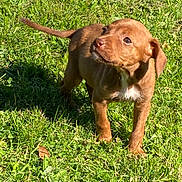 Stela a rejoint le concours — aidez-le/la à gagner de superbes lots ! puppy, brown, dog, grass, greenery, outdoor, sunlight, hand, treat, pet, young, animal, cute, attention, curious, nature, playful, small, mammal, domestic