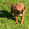 puppy, brown, dog, grass, greenery, outdoor, sunlight, hand, treat, pet, young, animal, cute, attention, curious, nature, playful, small, mammal, domestic