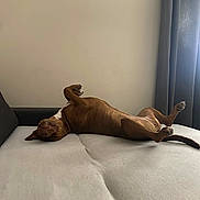 Stela a rejoint le concours — aidez-le/la à gagner de superbes lots ! animal, blank_wall, brown_dog, canine, comfortable, couch, curtains, dog, domestic_animal, funny_pose, fur, indoor, living_room, paw, pet, relaxed, resting, side_view, sleeping, upside_down