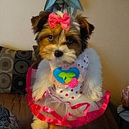 Roxy joined the competition — help win amazing prizes! adorable, bow, costume, couch, cushion, cute, dog, dressed_dog, fluffy_fur, houseplant, indoors, living_room, pet, pink_dress, portrait, puppy, sitting, small_dog, sofa, toy_dog