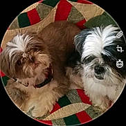 Mika And Bear is registered to the contest to win money with this photo: dog, pet, fluffy, brown_fur, white_fur, quilt, red, green, cream, lying_down, cozy, companion, animal, cute, indoor, closeup, portrait, canine, fur, resting
