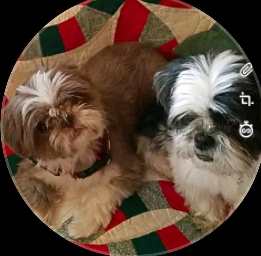Mika And Bear is registered to the contest to win money with this photo: dog, pet, fluffy, brown_fur, white_fur, quilt, red, green, cream, lying_down, cozy, companion, animal, cute, indoor, closeup, portrait, canine, fur, resting