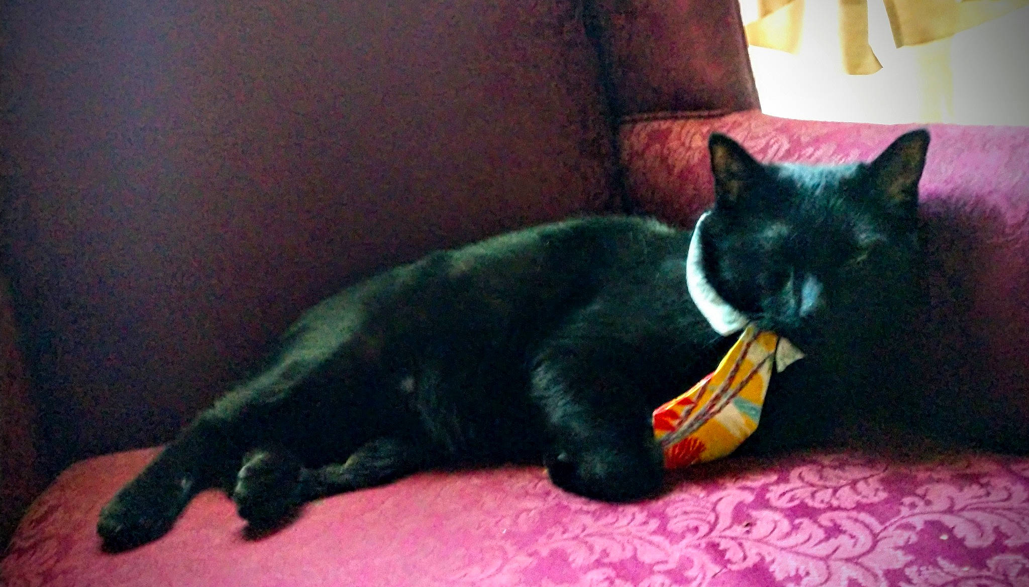 Bagheera joined the competition — help win amazing prizes! black_cat, carnivore, cat, cat_supply, comfort, couch, domestic_short_haired_cat, felidae, fur, grey, linens, paw, pet_supply, pillow, room, small_to_medium_sized_cats, snout, tail, terrestrial_animal, whiskers