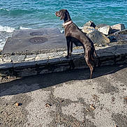 Taiga participe au concours pour gagner de l'argent avec cette photo : animal, brown_dog, canine, collar, curious, daylight, dog, landscape, nature, outdoor, pavement, pet, rocks, sea, shore, sky, standing, stone_wall, water, waves