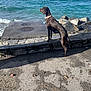 animal, brown_dog, canine, collar, curious, daylight, dog, landscape, nature, outdoor, pavement, pet, rocks, sea, shore, sky, standing, stone_wall, water, waves