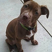 Marley is registered to the contest to win money with this photo: dog, puppy, pitbull, brown, green_collar, collar, concrete, porch, sitting, tilted_head, ears, nose, eyes, white_chest, paw, young_dog, pet, close_up, outdoor, curious