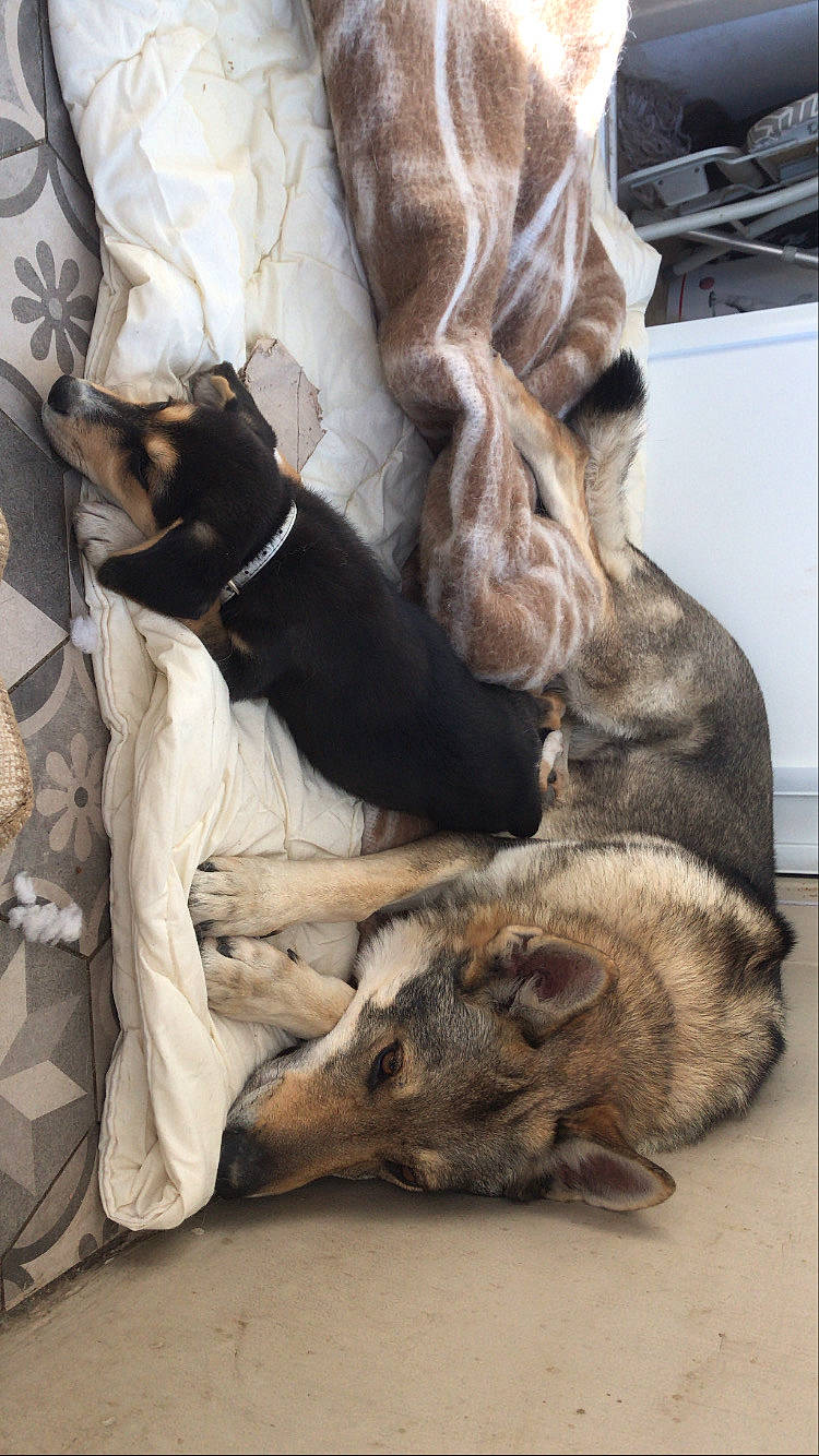 Junky a rejoint le concours — aidez-le/la à gagner de superbes lots ! canidae, carnivore, czechoslovakian_wolfdog, dog, dog_breed, fur, wolfdog