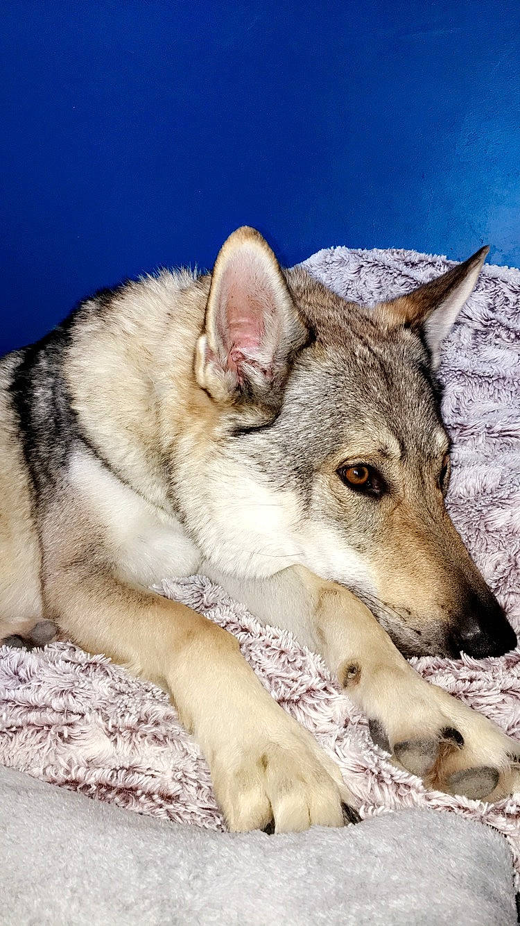 Junky participe au concours pour gagner de l'argent avec cette photo : canidae, canis, canis_lupus_tundrarum, carnivore, czechoslovakian_wolfdog, dog, dog_breed, greenland_dog, jamthund, kunming_wolfdog, mammal, native_american_indian_dog, northern_inuit_dog, saarloos_wolfdog, seppala_siberian_sleddog, tamaskan_dog, vertebrate, wildlife, wolf, wolfdog