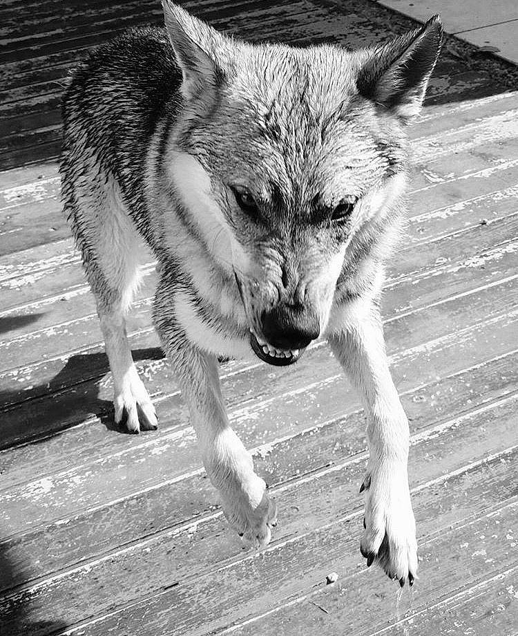 Junky a rejoint le concours — aidez-le/la à gagner de superbes lots ! black_and_white, canidae, canis, carnivore, czechoslovakian_wolfdog, dog, dog_breed, kunming_wolfdog, mammal, monochrome, northern_inuit_dog, photography, saarloos_wolfdog, seppala_siberian_sleddog, shikoku, snout, tamaskan_dog, vertebrate, wildlife, wolfdog