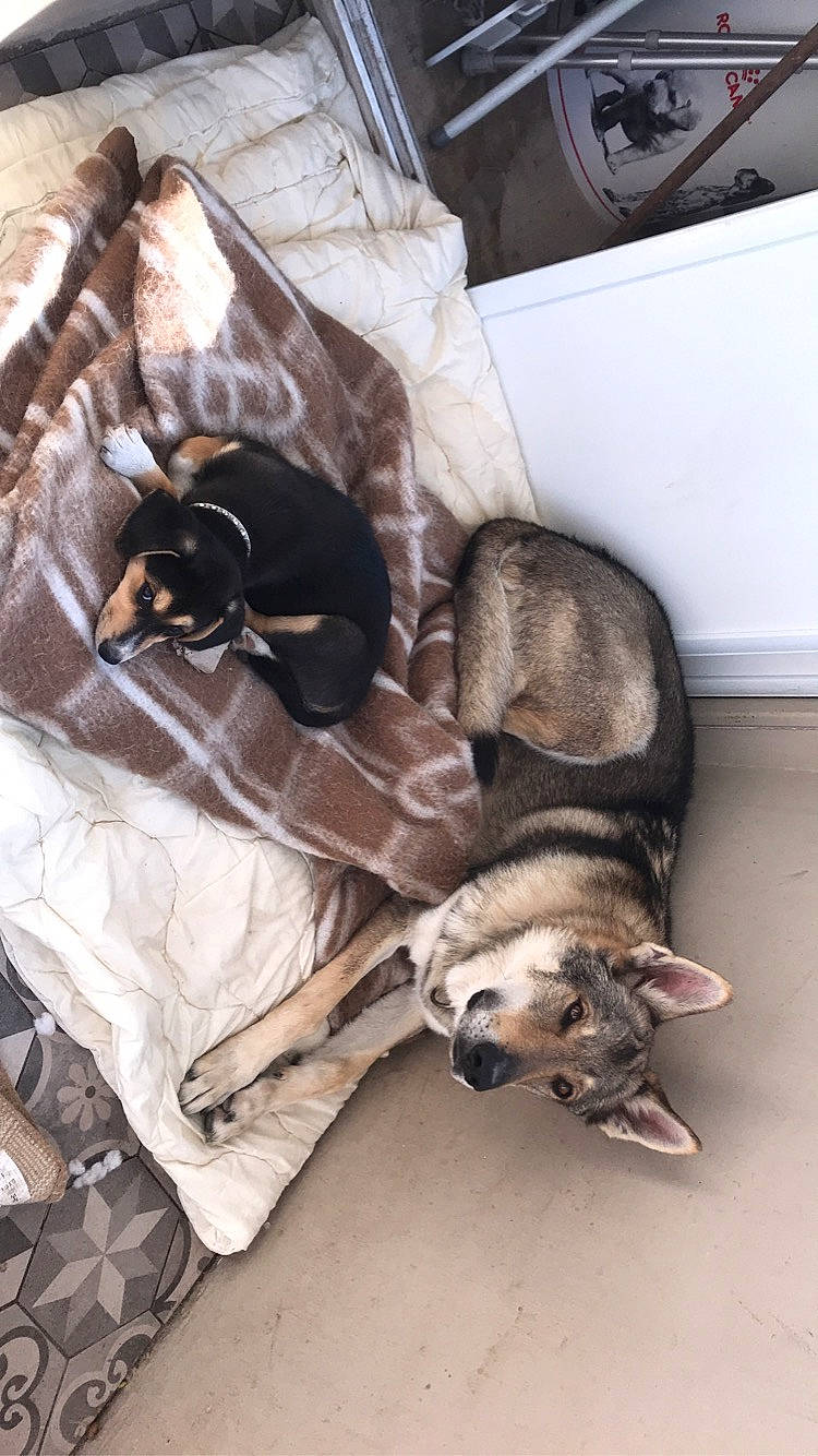 Junky participe au concours pour gagner de l'argent avec cette photo : canidae, carnivore, dog, dog_breed, lurcher, whippet