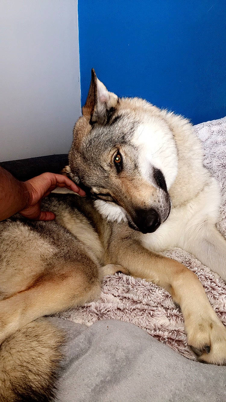 Junky a rejoint le concours — aidez-le/la à gagner de superbes lots ! canidae, carnivore, czechoslovakian_wolfdog, dog, dog_breed, fawn, mammal, nap, norwegian_elkhound, paw, saarloos_wolfdog, vertebrate, wolfdog