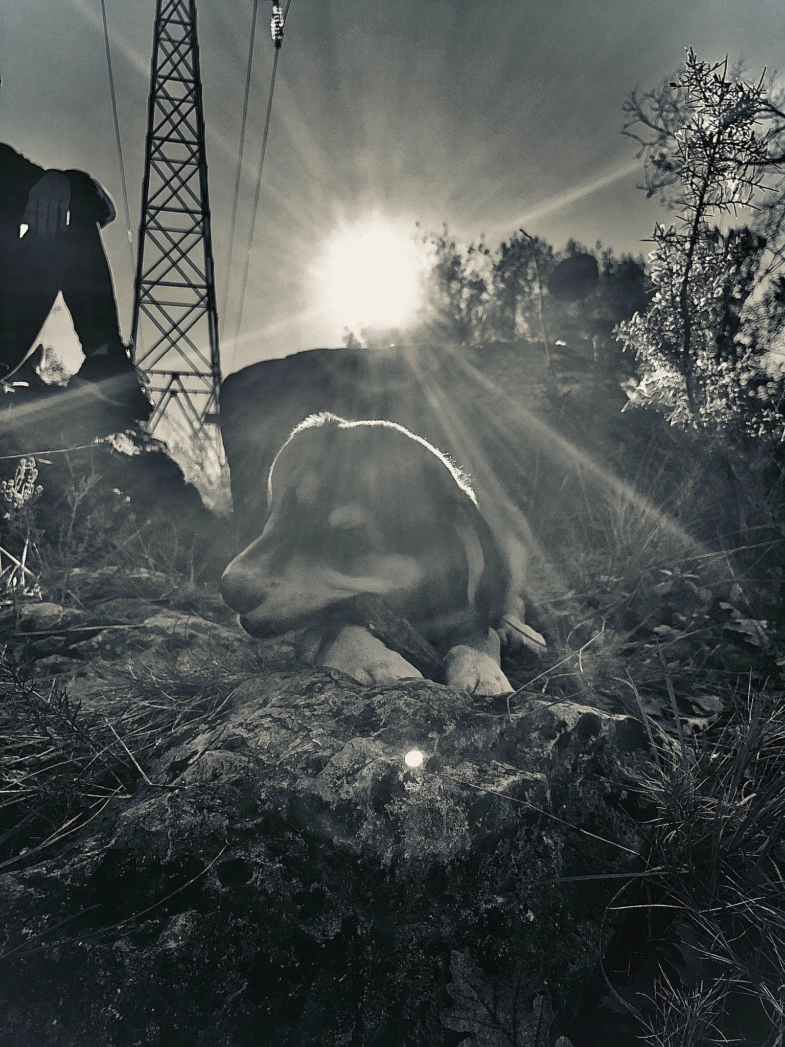 Pucky participe au concours pour gagner de l'argent avec cette photo : atmosphere, black_and_white, cloud, grass, monochrome, monochrome_photography, morning, mountain, photography, plant, rural_area, sky, stock_photography, style, sunlight, tree