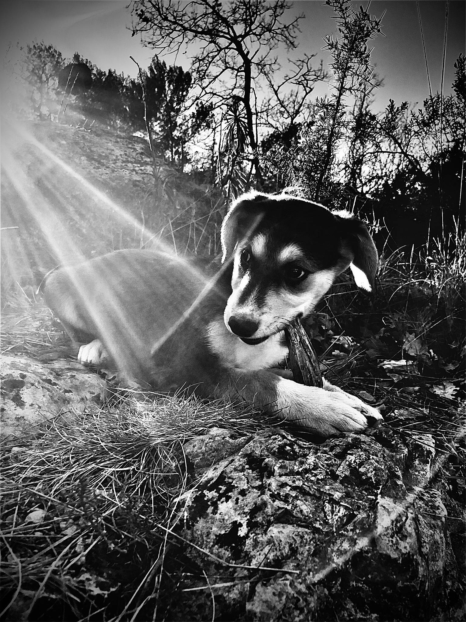 Pucky a rejoint le concours — aidez-le/la à gagner de superbes lots ! black_and_white, canidae, carnivore, companion_dog, dog, dog_breed, forest, grass, monochrome, monochrome_photography, photography, plant, stock_photography, style, sunlight, tree