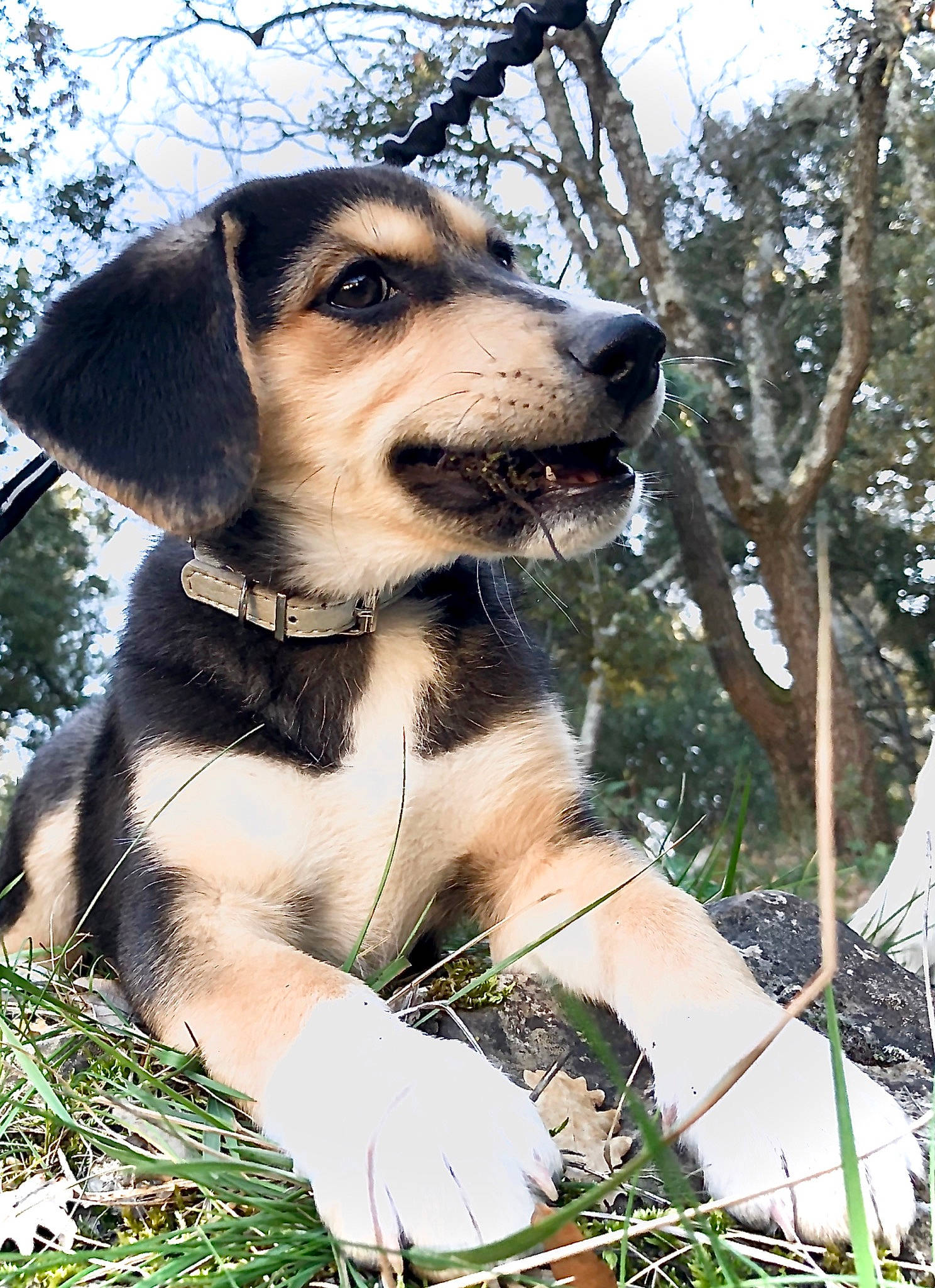 Pucky participe au concours pour gagner de l'argent avec cette photo : beagle, canidae, carnivore, dog, dog_breed, estonian_hound, fawn, harrier, hunting_dog, mammal, plant, puppy, rare_breed_dog, snout, vertebrate
