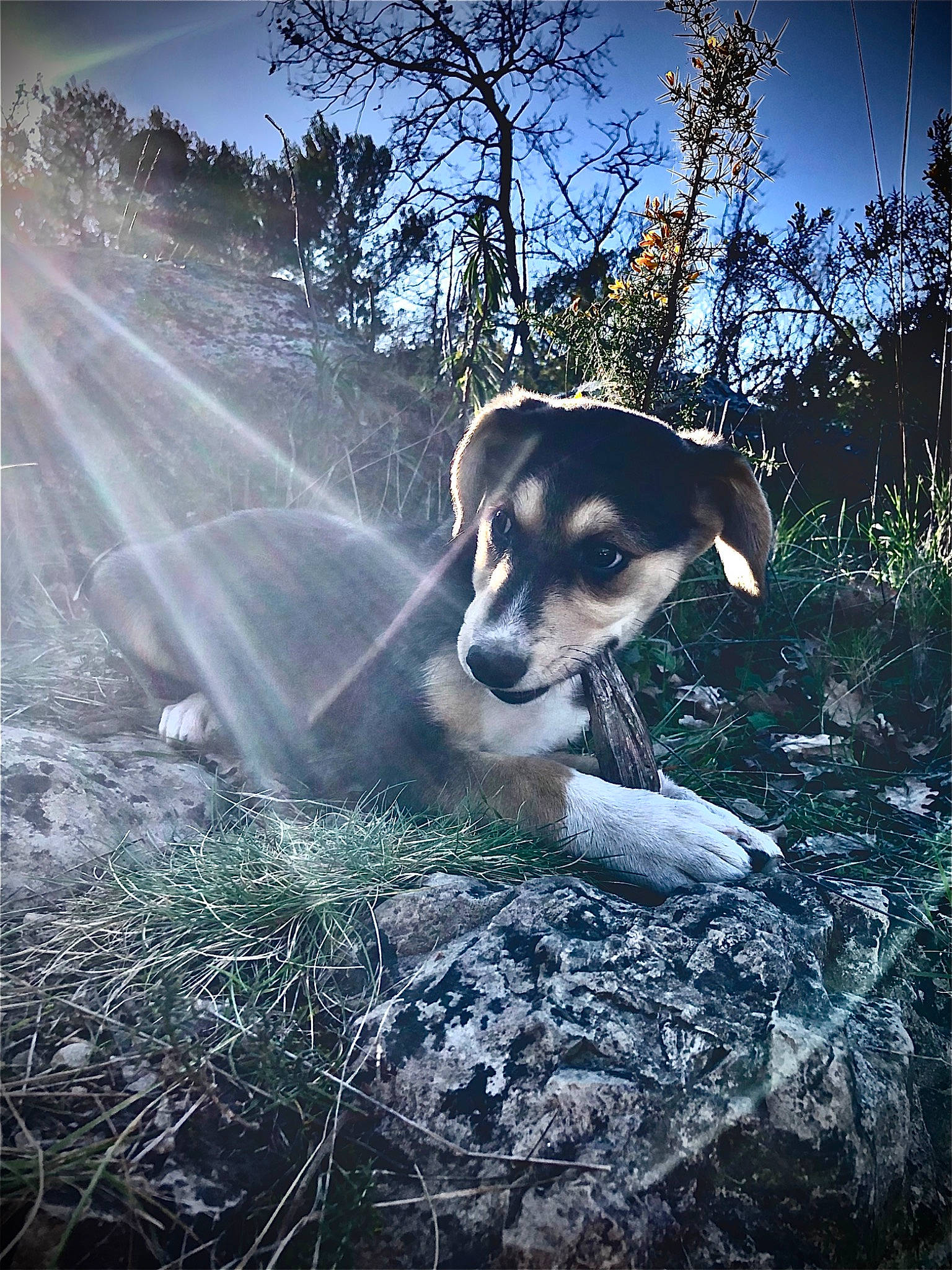 Pucky participe au concours pour gagner de l'argent avec cette photo : canidae, carnivore, companion_dog, dog, dog_breed, feist, forest, fox_terrier, grass, plant, puppy, rat_terrier, snout, sunlight, tree