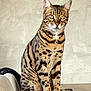 Spider participe au concours pour gagner de l'argent avec cette photo : cat, bengal_cat, feline, pet, animal, striped_fur, spotted_fur, table, wooden_table, chair, indoor, home, decor, clock, neutral_wall, sitting, looking, fur_pattern, whiskers, ears