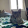 cat, tabby, animal, pet, indoor, bed, blanket, floral_pattern, window, natural_light, whiskers, ears, fur, relaxing, domestic, cute, feline, striped, close_up, resting