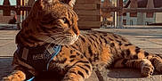 Spider participe au concours pour gagner de l'argent avec cette photo : cat, spotted_cat, outdoor, sunlight, patio, stone_floor, leash, harness, feline, animal, pet, resting, looking_away, daytime, wooden_fence, sky, ears, whiskers, paws, relaxed